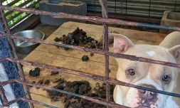 Saint-André : la police porte secours à deux chiens en situation de maltraitance