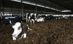 Les vaches de l'exploitation laitière Jebrini fabriquent du lait et du biogaz, le 10 avril 2017 à Hébron en Cisjordanie