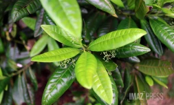 feuilles de quatre épices 