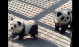 Chine : un zoo déguise des chiens en pandas pour attirer les visiteurs