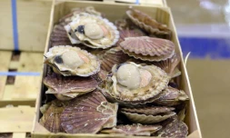 Les pêcheurs français et britanniques sont parvenus à trouver un accord sur la pêche de la coquille Saint-Jacques