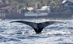 baleines visible dans l'ouest juillet 2022