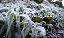 Givre plaine des cafres 
