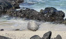 Bibi à Saint-Gilles