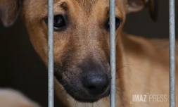 chien en fourrière