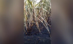 incendie dans champs de cannes à beauséjour