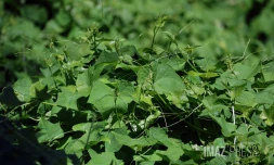 espèce envahissante , les espèces invasives