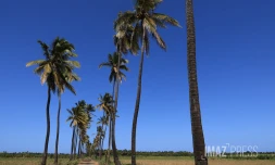 cocotiers 