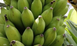 bananes 