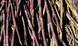 canne à sucre 