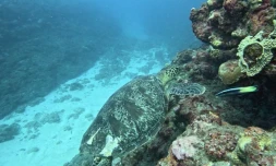 Une nouvelle tortue blessée par l'hélice d'un bateau