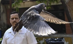 En Inde, un pigeon soupçonné d'espionnage relâché [?]