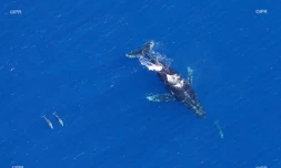 baleines 2017