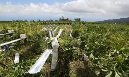 agriculture Piton Hyacinthe