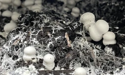 Champignons de Paris nobie