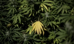 Une étape clé franchie vers la généralisation du cannabis médical en France ( AFP / PATRICIA DE MELO MOREIRA )