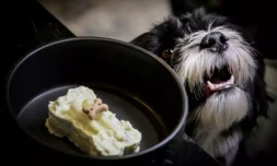 Un chien nommé Pepe attend un dessert en forme d'os servi au restaurant Fiuto à Rome, le 21 novembre 2023 ( AFP / Tiziana FABI )