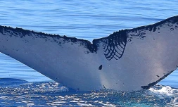 La baleine à bosse Leia revient pour une troisième visite à La Réunion