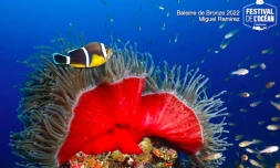 Retrouvez le palmarès de la 8ème édition du Festival de l'Océan
