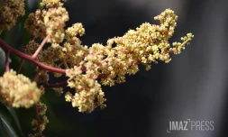 fleurs de manguiers