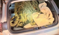 Saint-Leu : plusieurs pieds de cannabis découverts à bord d'un véhicule