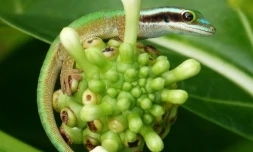 Gecko