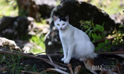 chat qui se lèche 