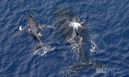 baleines septembre 2023