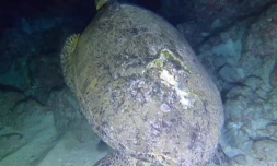 Kélonia : la tortue verte baptisée Lulu a survécu à sa blessure