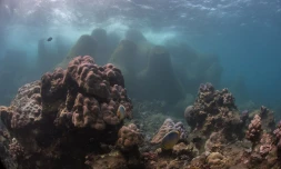 Récif des Lataniers