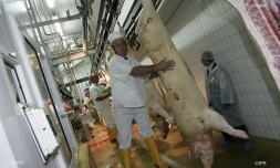Abattoir 