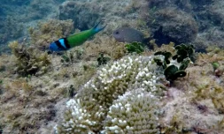 La couverture en coraux durs dans les Caraïbes a diminué de 48% entre 1980 et 2024, selon un rapport d'un réseau mondial de surveillance des récifs coralliens ( AFP / Luis ACOSTA )