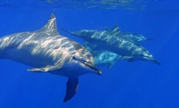 dauphins approche des cétacés