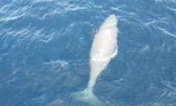 Une baleine blanche observée au large de La Réunion [?]