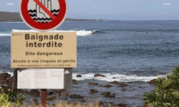 panneaux requins 