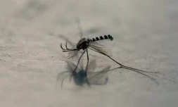 Un moustique Aedes aegypti à Mexico, le 2 décembre 2024 ( AFP / Yuri CORTEZ )
