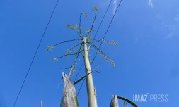 aloès et ciel bleu
