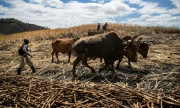 Des ouvriers récoltent de la canne à sucre dans une plantation près d'El Seibo, dans l'est de la République dominicaine, le 27 mars 2023