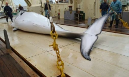 Une baleine sur le pont d'un bateau japonais de recherches, le 18 novembre 2014 dans l'Antarctique