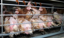 Un élevage de volailles en batterie de Vendée dénoncé par L214 en avril 2017 en raison des conditions de vie infligées aux animaux