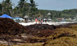 La plage de Tulum envahie par les sargasses, le 16 mai 2019 au Mexique
