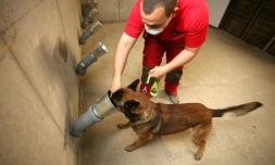 Un pompier entraßne son chien à détecter une éventuelle odeur du coronavirus, le 30 avril 2020 à Ajaccio, en Corse