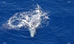 Baleine Saint-Paul