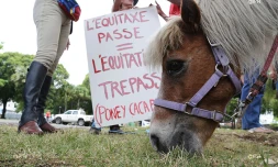 Chevaux