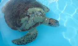 tortue blessée Kélonia