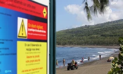 Attaque requin l\'Etang-Salé