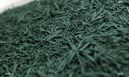 spiruline
