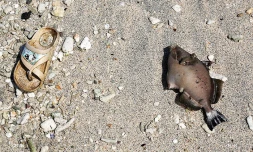 Poisson mort