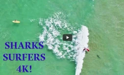 Floride - Requins et surfeurs partagent le même spot