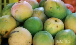 mangue josé
